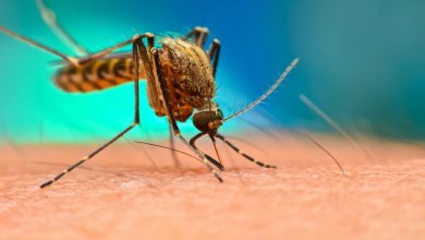Malaria Diseases: दिल्ली में मलेरिया का खतरा बढ़ा, सिर्फ बुखार नहीं ये संकेत हो सकते हैं जानलेवा