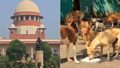 सुप्रीम कोर्ट का आवारा कुत्तों पर कड़ा रुख: कपिल सिब्बल को कहा– "वीडियो दिखाकर मानवता समझेंगे"
